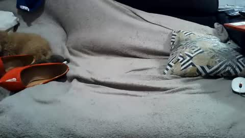 anna_leggy_cd captura de la sala en vivo en Chaturbate