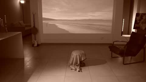 artandrosse live room snapshot on Chaturbate