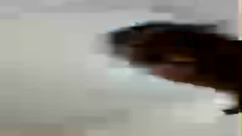 hotgal037 captura de la sala en vivo en Chaturbate